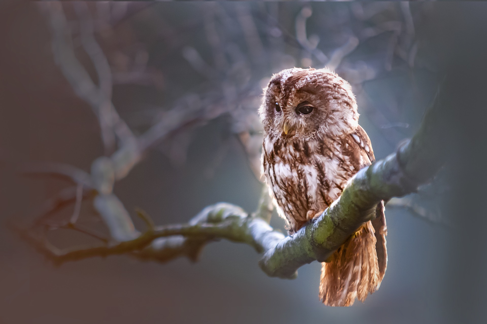 A brown owl is sitting on a branch.